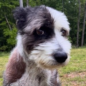 Meet your Posher, Kitty